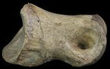 Struthiomimus Toe Bone - Montana #66449-2